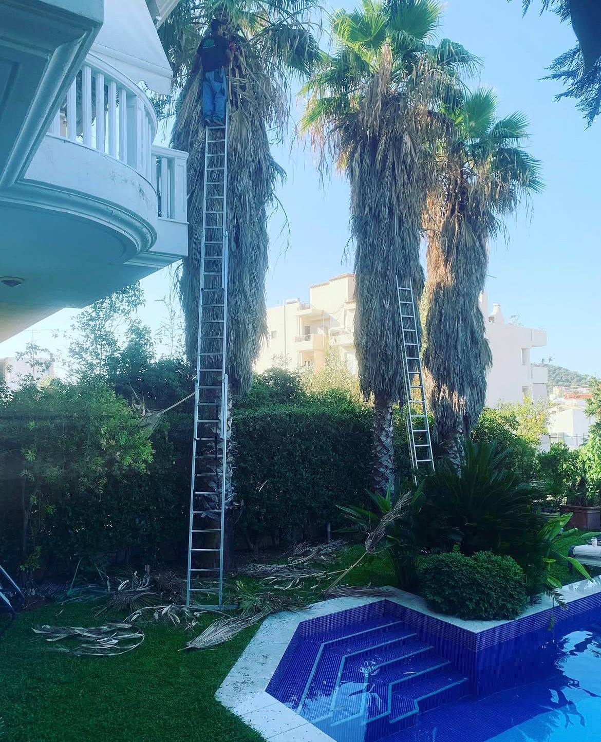 Πριν — Φοίνικες χωρίς κλάδεμα